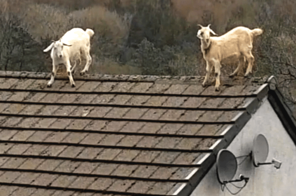 Goats on Roof