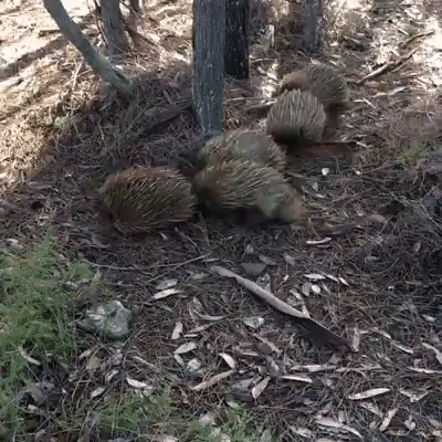 Shuffling Echidnas on Kangaroo Island