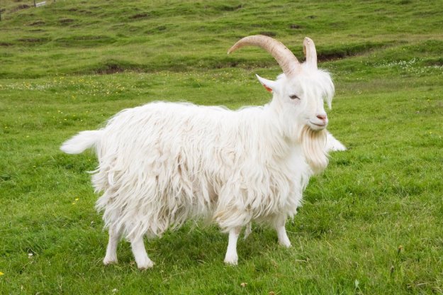 Casanova the Icelandic Goat